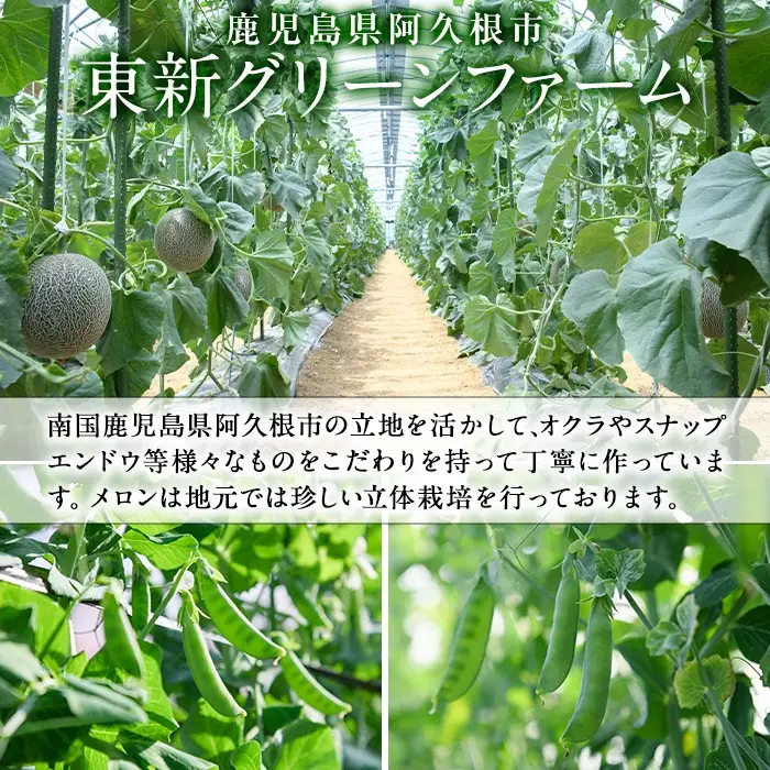 ＜先行予約受付中！2027年6月中旬以降順次発送予定＞ 数量限定！鹿児島県産南国グリーンメロン(4Lサイズ×1個) メロン フルーツ デザート 果物 鹿児島 国産 阿久根市産 青肉 ハウス ハウス栽培 期間限定 【東新グリーンファーム合同会社】akn062-14