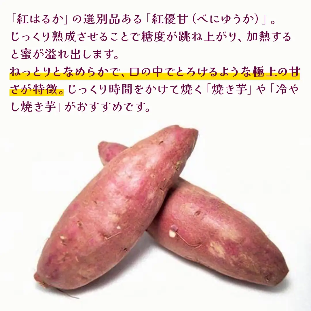 紅優甘 5kg 【 2026年12月上旬発送開始 】 ( 茨城県共通返礼品：大子町 ) [FC201us]