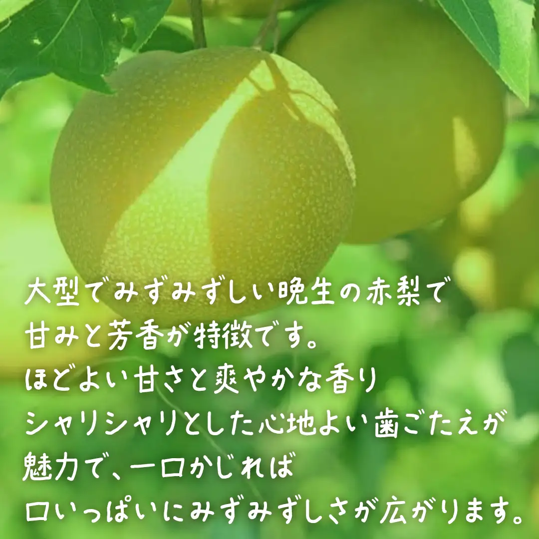 梨 新高 2.5kg 【 2026年10月上旬発送開始 】 ( 茨城県共通返礼品：大子町 )