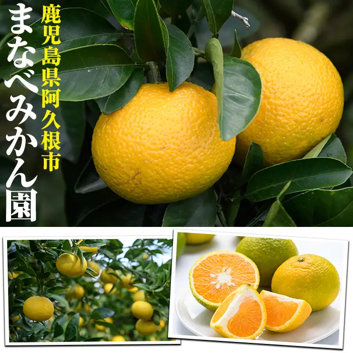 ＜先行予約受付中！2027年2月上旬以降順次発送予定＞訳あり！まなべみかん園の黄金柑(約2.5kg) 国産 鹿児島県産 阿久根市産 柑橘類 果物 フルーツ みかん ミカン 蜜柑 期間限定 数量限定 デザート ご家庭用 【有限会社まなべみかん園】akn034-10