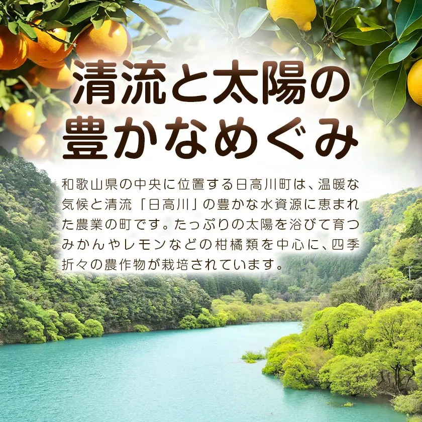 超訳あり早生みかん 約10kg みかん