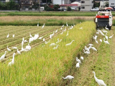 無農薬栽培 コシヒカリ 玄米 2ヶ月に1回定期便（全3回）＜計13.5kg（4.5kg×3回）＞ | 米 お米 コメ ご飯 お取り寄せ 贈り物 上原農場 埼玉県 杉戸町