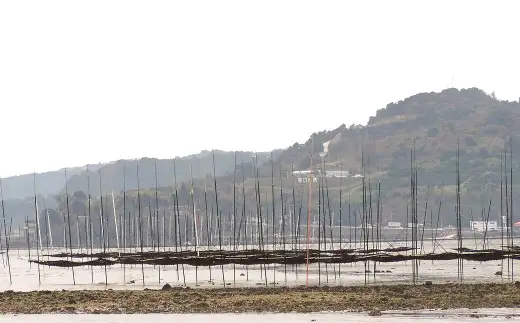 佐賀県太良町産 一番摘み高級海苔 焼きのり 20枚 × 2パック 【 半切40枚 】 海苔 のり ノリ 焼き海苔 焼きノリ 国産 有明海産 有明海 贅沢 海産物 一番摘み