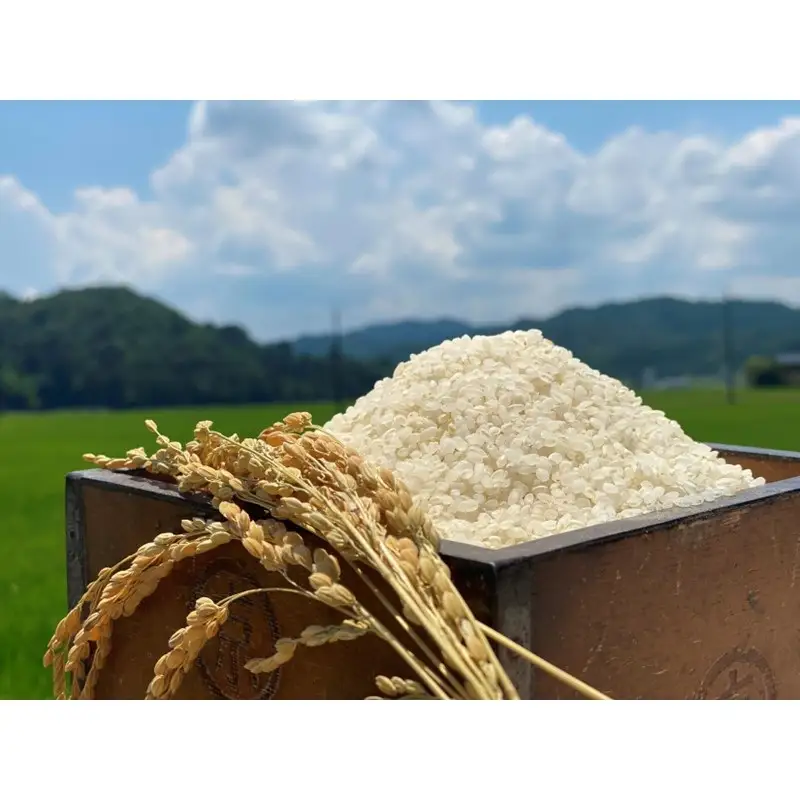 令和8年産 特別栽培米コシヒカリ 丹後椿（京丹後森本産） 2kg【定期便6回】