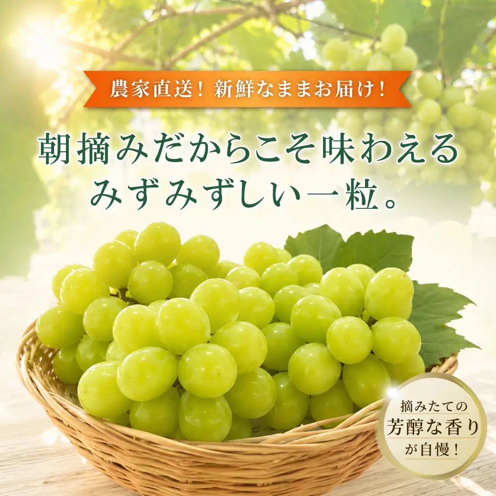 大分県産 シャインマスカット 約1kg (2～3房) 2B2