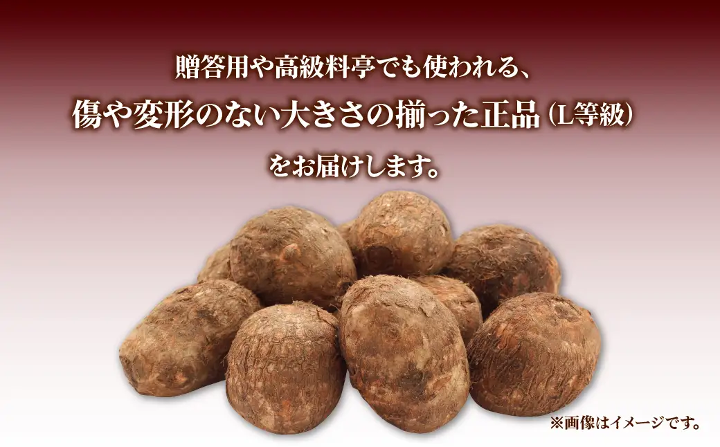 里芋 5キロ 贈答用 里芋