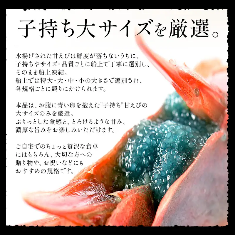 福井県敦賀産 甘えび・子持ち 大サイズ 約500g（約40～45尾）[053-a043(20)]