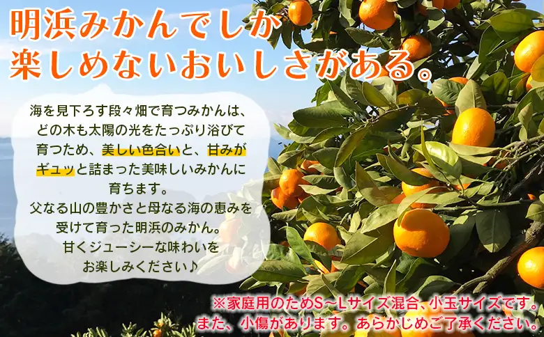 ＜愛媛県明浜産 笑丸みかん（温州みかん）定期便3回 約2kg S～L混合＞ 家庭用 訳あり ワケアリ 果物 くだもの フルーツ ミカン 柑橘 特産品 笑丸 愛媛県 西予市【常温】『2026年11月頃に第1回目順次出荷予定』AAN0106