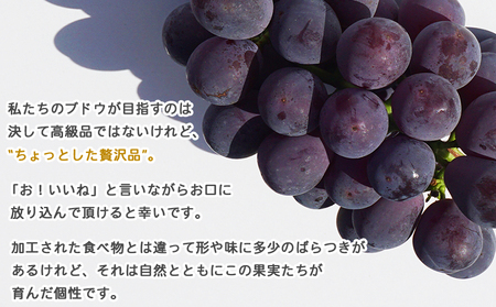 ＜旬のブドウ「ピオーネ」約1.5kg＞ 果物 フルーツ ぶどう 葡萄 甘い おいしい 期間限定 季節限定 食べて応援 特産品 愛媛県 西予市【冷蔵】『2026年8月中旬～9月上旬迄に順次出荷予定』URK0002