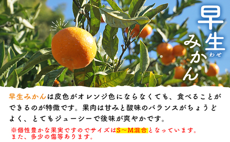 先行予約 ＜浅井果樹園 温州みかん 約5kg（早生）＞ 柑橘 果物 フルーツ ミカン 蜜柑 オレンジ うんしゅうみかん ウンシュウミカン 選べる ワセ 食べて応援 特産品 西宇和 愛媛県 西予市 【常温】『2025年11月中旬～12月上旬迄に順次出荷予定』MAK0001