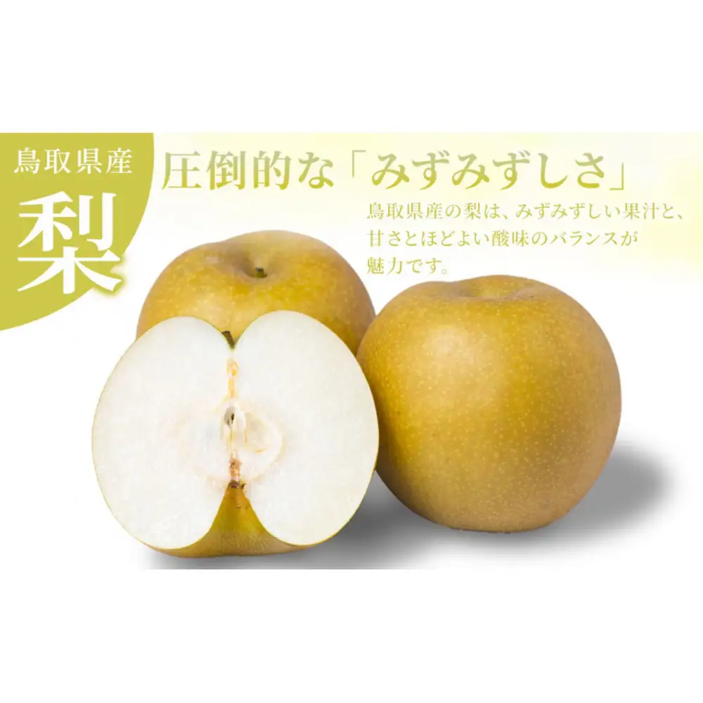 訳あり 数量限定 鳥取県産 新甘泉（しんかんせん） 約5kg （10～18玉）≪2026年9月中旬頃出荷≫