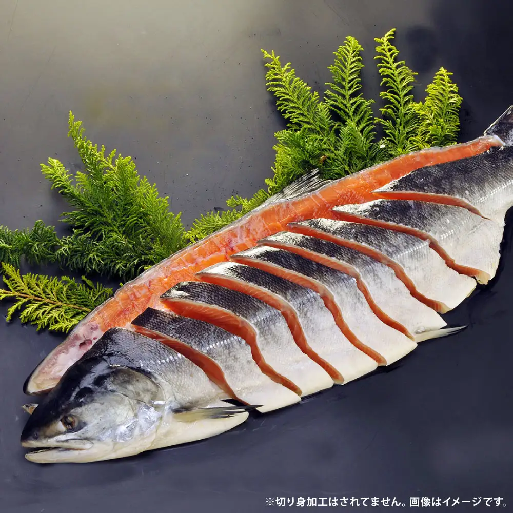 【 7営業日程度で発送 】 定置網漁法 【 道東産 】 船上活〆トキシラズ 2枚卸姿身 2kg 甘塩 時鮭 鮭 さけ サケ シャケ 魚 魚類 魚介 魚介類 おつまみ おかず お惣菜 惣菜 酒の肴 姿身 海鮮 冷凍