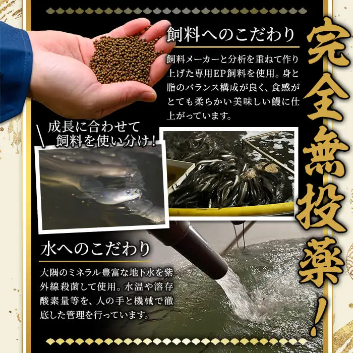 ＜訳あり＞ 無投薬！ 鹿児島県産 うなぎ 蒲焼 セット(計800g・尾数不定) 鰻 きざみ 冷凍【西日本養鰻】A1162