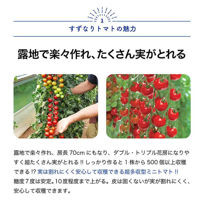 すずなりトマトの苗(10.5cmポット×2個) トマト ミニトマト トマト苗 家庭菜園 プランター栽培 露地栽培 超多収穫 多収型 糖度 初心者向け 10.5cmポット ベランダ菜園 夏野菜 新登場 【m112-03】【ITANSE】