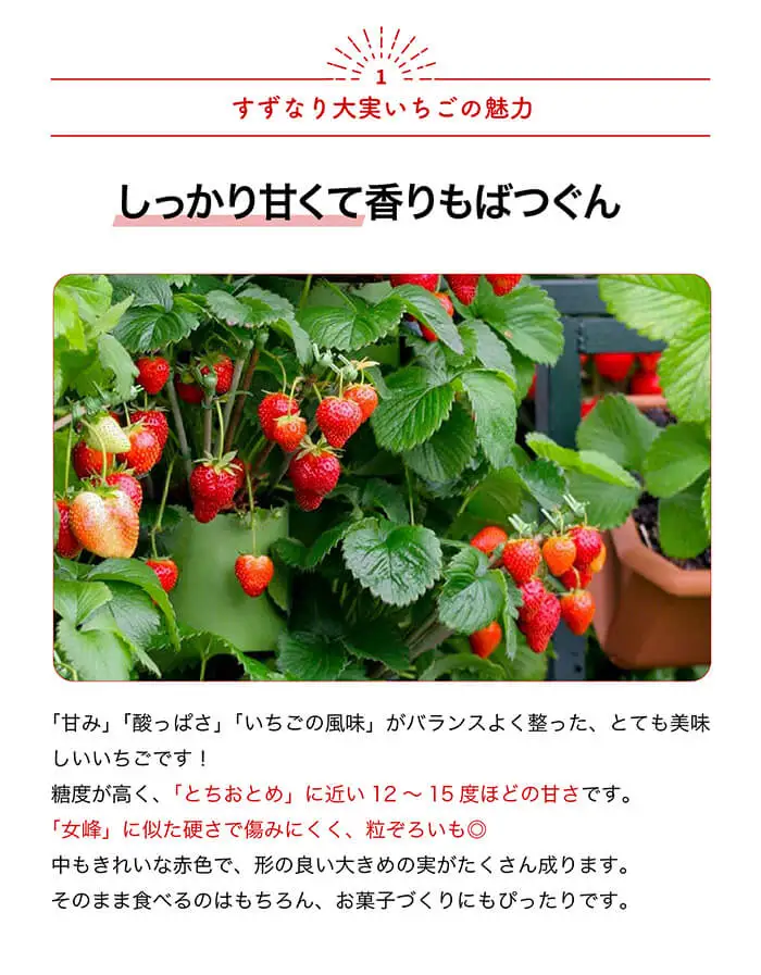 すずなり大実いちごの苗(18cmポット×1個) いちご 大実 いちご苗 四季成り よつぼし 高糖度 家庭菜園 育てやすい 多収穫 プランター栽培 ストロベリー フルーツ 果物 新登場 【m112-04】【ITANSE】