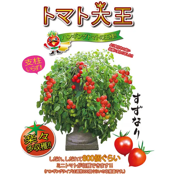 トマト大王の苗(10.5cmポット×2個) トマト大王 トマト トマト苗 ミニトマト ミニトマト苗 ハンギングトマト 多収穫 家庭菜園 ベランダ菜園 プランター栽培 初心者向け 新登場 【m112-06】【ITANSE】