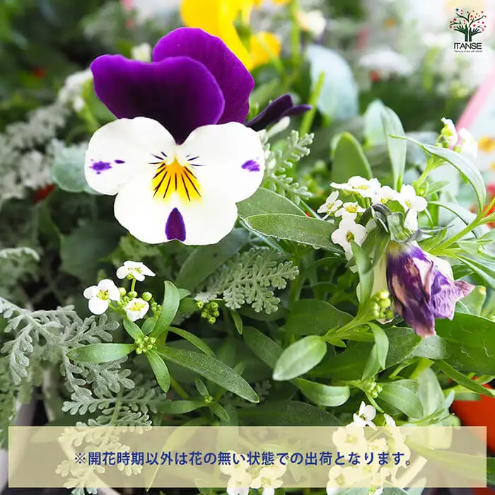 季節の寄せ植え(15cmポット苗×1個) 寄せ植え 花 花苗 季節の花 玄関用 ベランダガーデン 完成品 初心者向け カラーリーフ 屋外 ガーデニング おまかせ 新登場 【m112-07】【ITANSE】