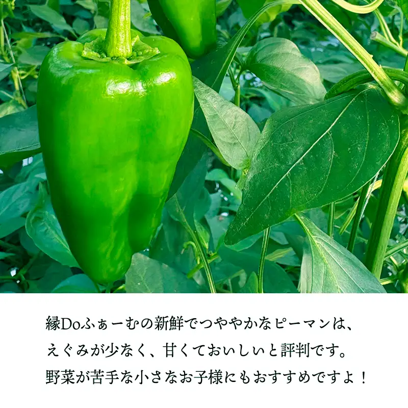 宮崎県高原町産ピーマン2kg（約40～45個）　[国産 九州産 炒め物 焼肉 BBQ 肉詰め 天ぷら 中華 10000円以下] TF0919ｰP00082