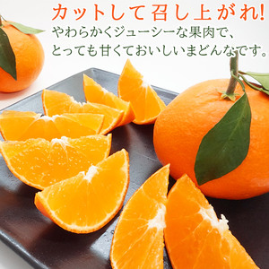 先行予約 紅まどんなと同品種！＜山徳農園 「まどんな」 約4kg＞  愛媛果試第28号 果物 くだもの マドンナ みかん ミカン 蜜柑 柑橘類 フルーツ 食べて応援 特産品 産地直送 西宇和 愛媛県 西予市【常温】『2024年12月上旬～12月中旬迄に順次出荷予定』MYT0003