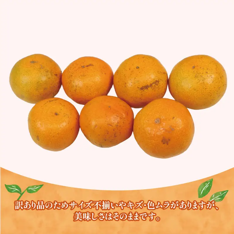 【 みかん 】 訳あり 早生みかん 約10kg 平山農園 B010-211003