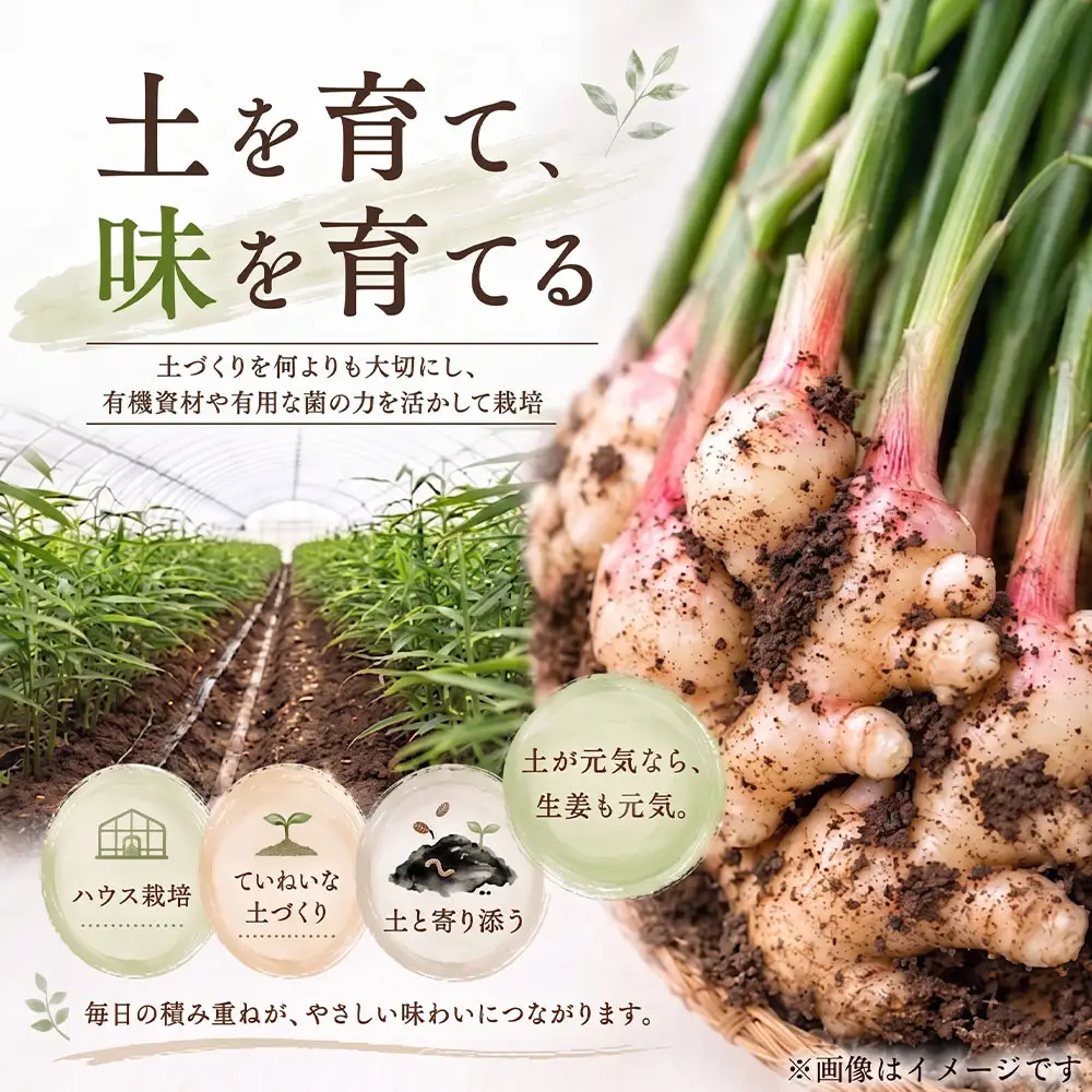 新生姜 3kg 水洗いのみ【R01773】