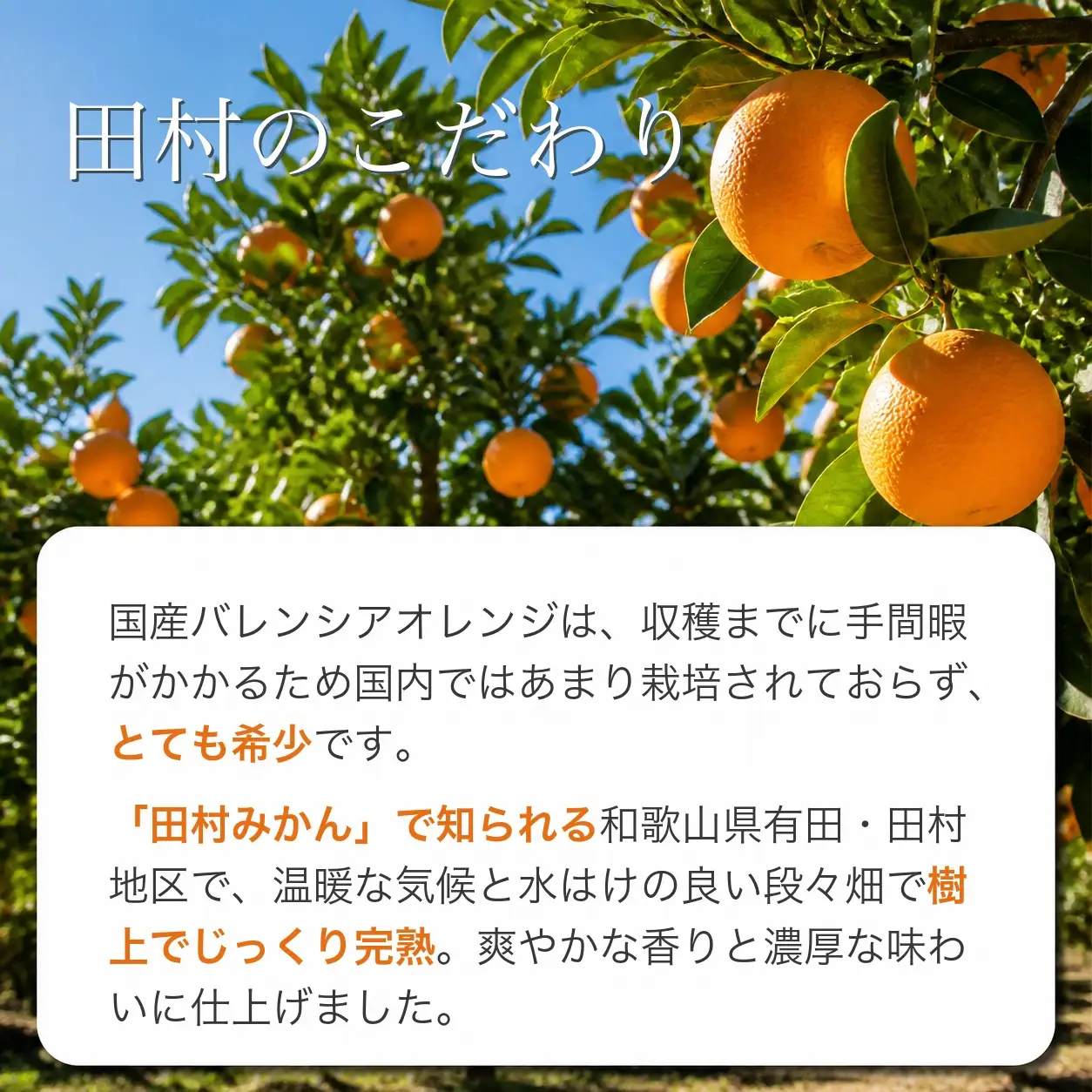 秀品　田村のバレンシアオレンジ　約7kg　※2027年6月下旬頃～7月上旬頃 順次発送予定【uot872A】