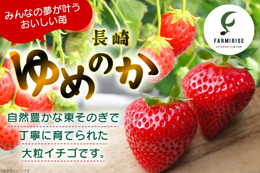 いちご 大粒 先行予約 長崎 ゆめのか 約 1kg