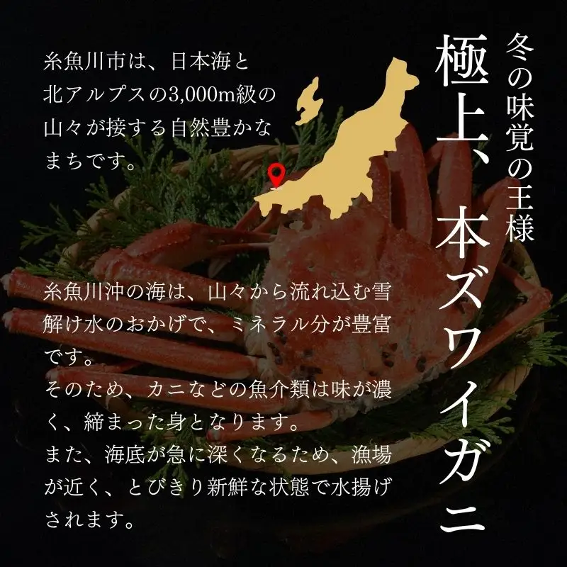 【訳あり・先行予約】本ズワイガニ 3～5杯 計1.5㎏以上 姿 糸魚川産 浜茹で 鮮度が命！茹でたて直送 日本海 磯貝鮮魚店 ずわいがに かに 蟹 新潟 新鮮 ボイル 茹でガニ カニ かに 新潟県 糸魚川市 訳アリ 蟹 カニ