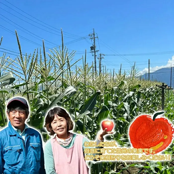 クイーンニーナ 約2.2kg（3～5房）長野県山形村 2415