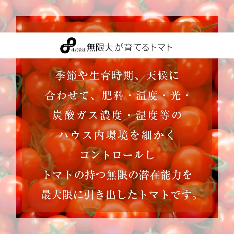 【2026年11月発送】フルーツミディトマト 1kg  トマト 野菜 [m37-a024_11]