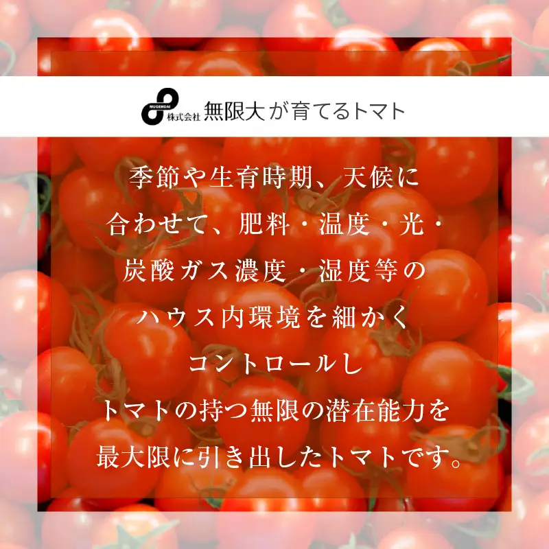 【2026年11月発送】フルーツミディトマト 2kg（1kg×2箱）トマト 野菜  [m37-a025_11]