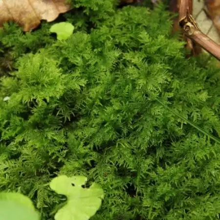 【テラリウム用】苔弁当 (苔のみ)【1778159】