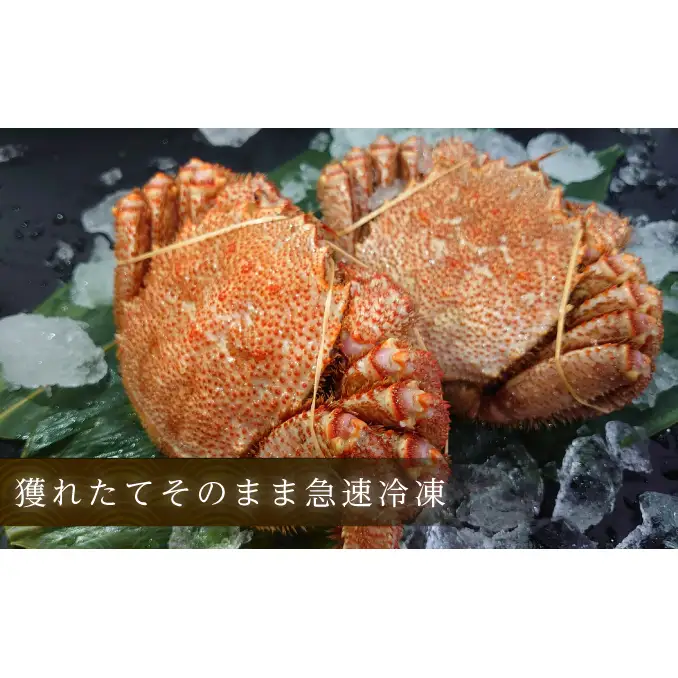 訳あり カニ 3D冷凍 北海道産 冷凍 ボイル 毛がに 300g～400g前後×2尾 【厚岸漁業協同組合】[ 毛カニ 蟹 毛ガニ カニ かに ] 