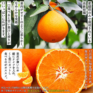 宇和のマドンナ 2L～3L寸（数量限定） UNE0007