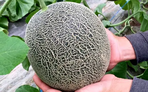 熊本県産 肥後グリーンメロン 2玉  メロン くだもの 果物 フルーツ 【2027年5月上旬から6月下旬発送予定】