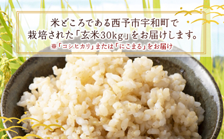 ＜令和7年産 西予市宇和町産 玄米 30kg＞ お米 コメ ご飯 ライス 穀物 こしひかり コシヒカリ にこまる 晩稲 大粒 特産品 三好フク 愛媛県 西予市 【常温】『1か月以内に順次出荷予定』 UMH0006