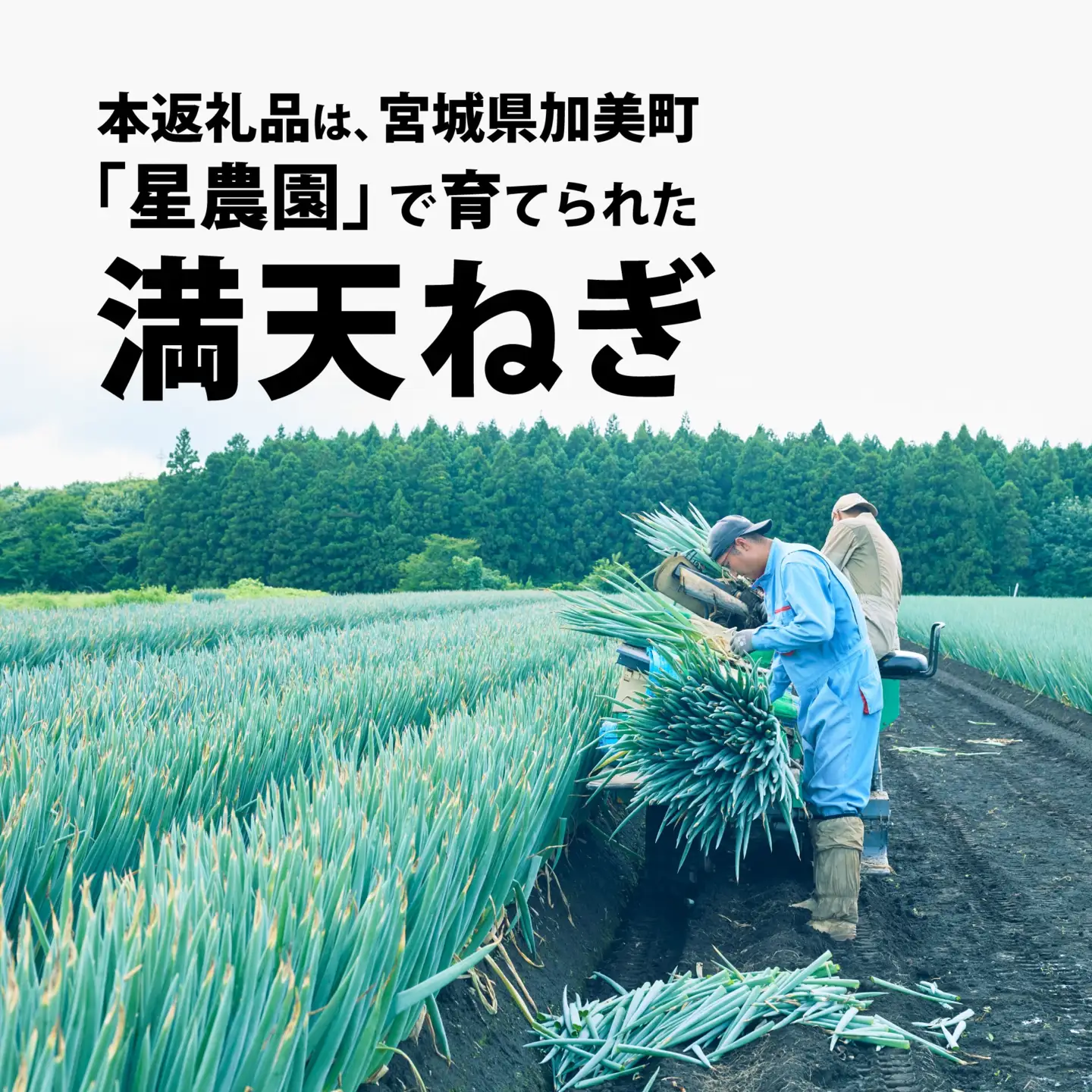 【先行予約】長ネギ 3kg 長ネギ