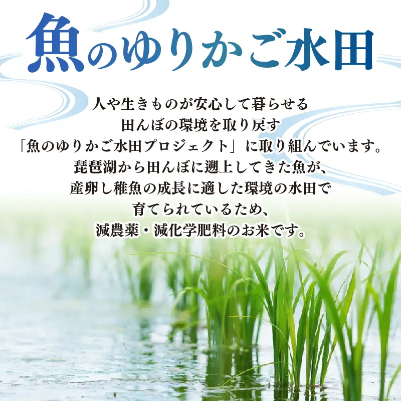 【 令和8年産 】 新米 きらみずき 5kg 減農薬米 近江米 白米 米 滋賀 彦根