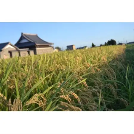 令和8年産ミルキークイーン 多湖農園の『はじめの一穂』5kg 精米【1777426】