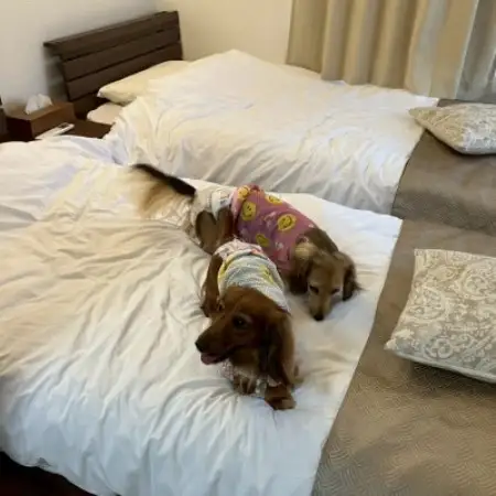 わんちゃんと泊まれる　一棟貸しの宿(2名1室　小型犬3頭までOK)【1770500】