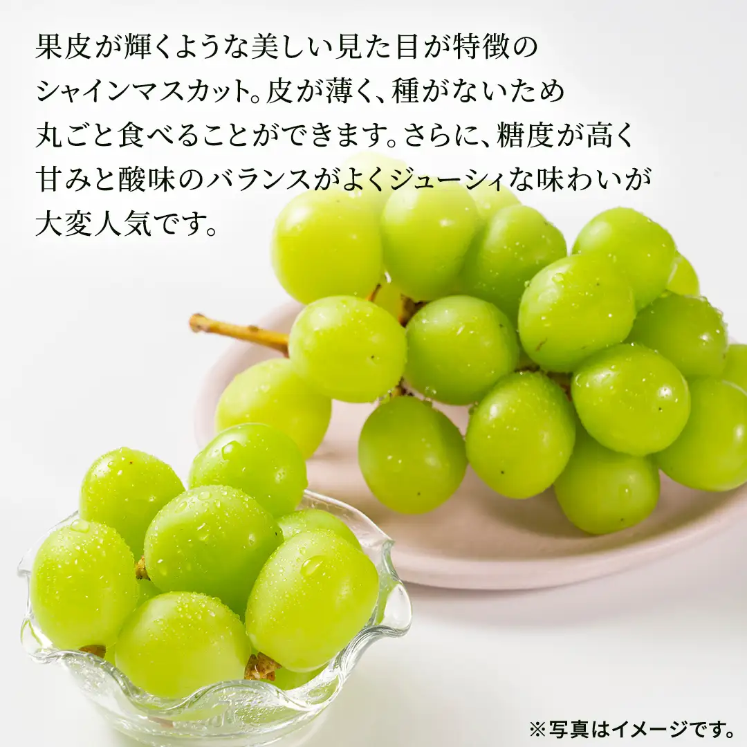 シャインマスカット 約1.5kg (茨城県共通返礼品/かすみがうら市) マスカット 葡萄 ぶどう ブドウ 歯ごたえ 甘み 香り 鈴木農園 [ED007sa]