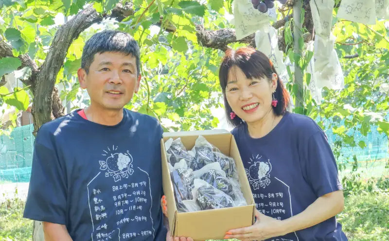  【 9月初旬以降順次発送 】訳あり 種なし 巨峰 ２kg 箱詰め ぶどう | ぶどう OHT003