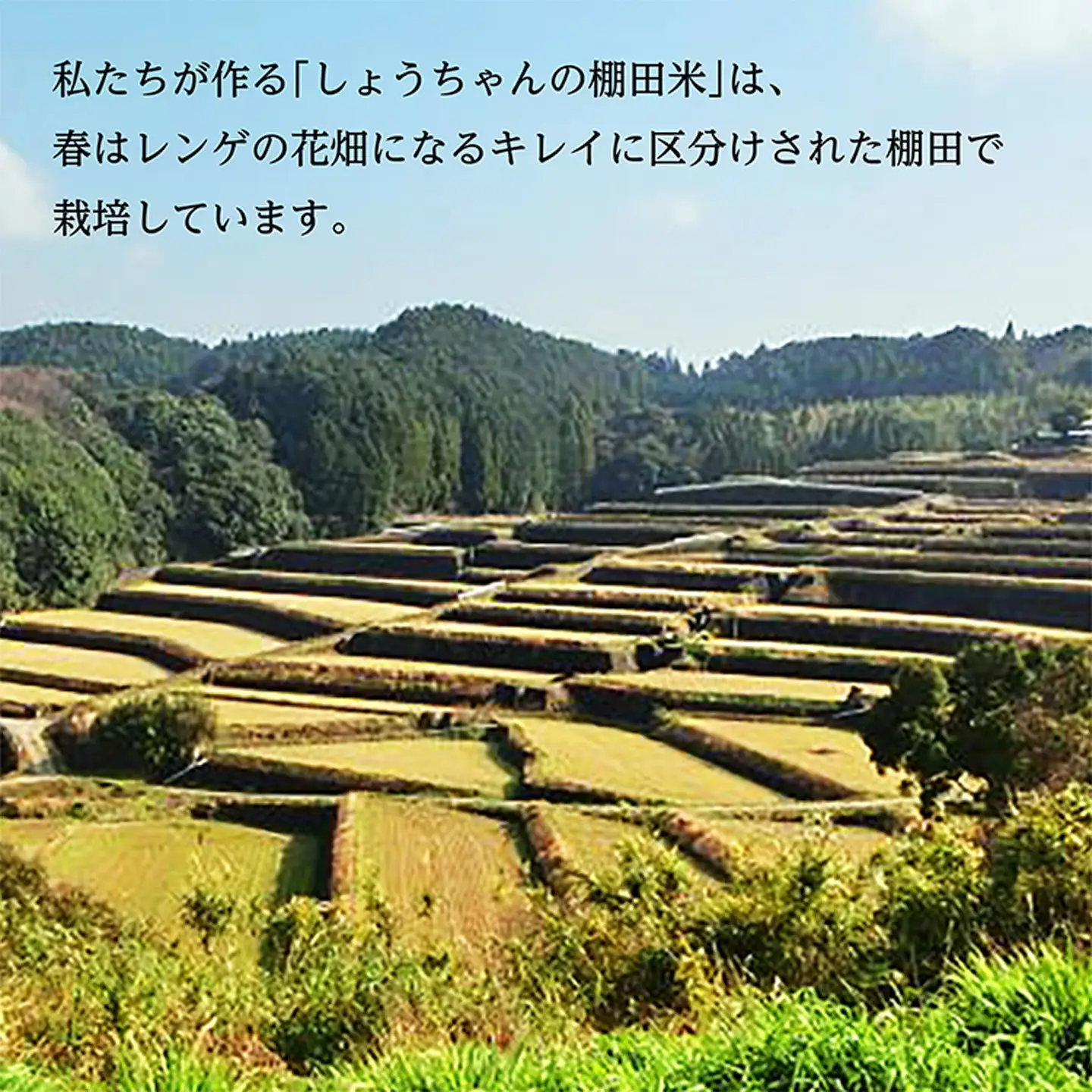 【令和8年産 新米】しょうちゃんの棚田米 夢しずく 米 5kg 佐賀県産 精米 栽培期間中農薬・化学肥料不使用 _b-93