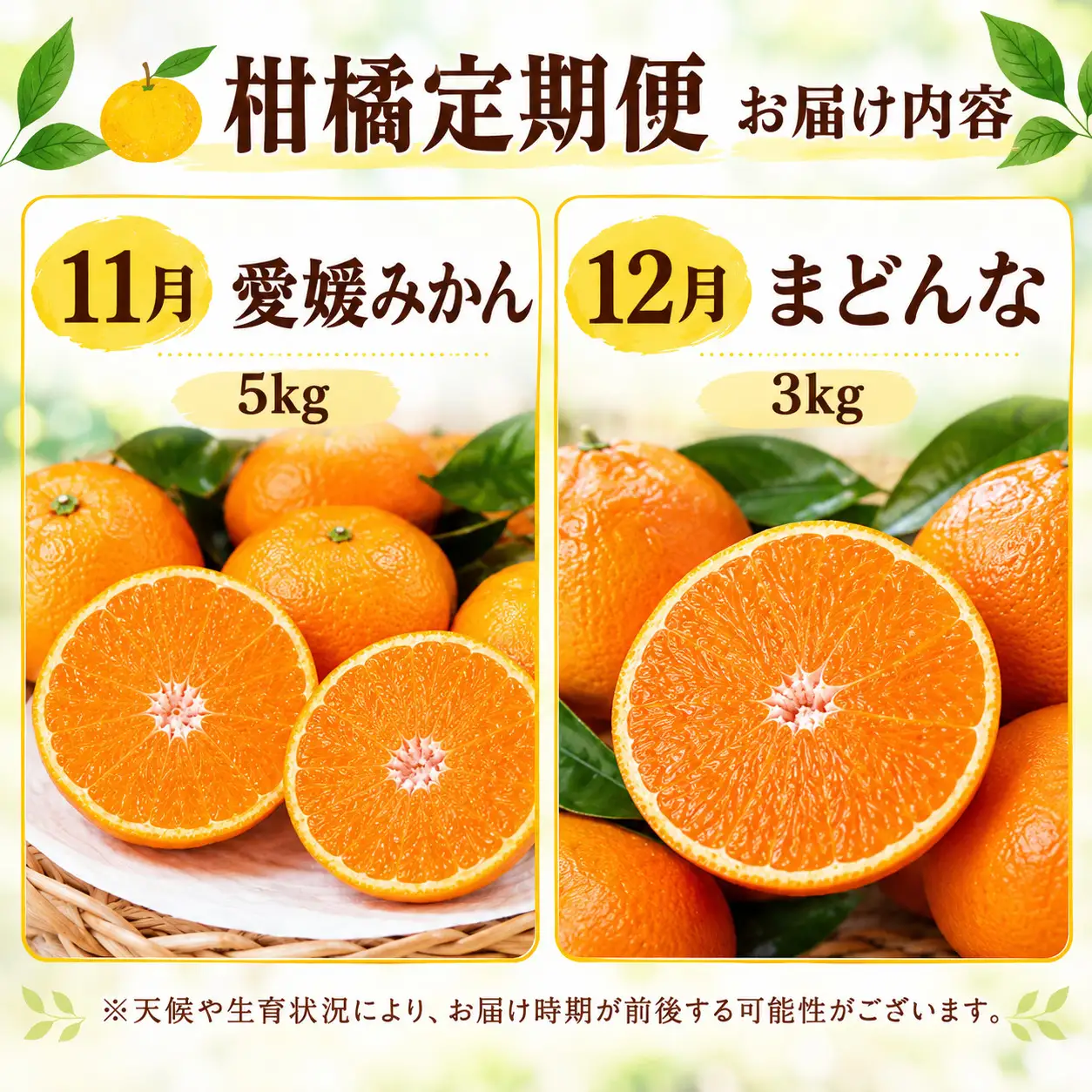 【先行予約】旬の柑橘 定期便 4回 訳あり 愛媛みかん 5kg まどんな 3kg 文旦 7kg 愛南ゴールド 5kg みかん 愛果28号 紅まどんな 河内晩柑 柑橘 かんきつ フルーツ 果物 旬 みかん ミカン 国産 サイズ不揃い 愛媛県 愛南町 愛南町青果市場組合