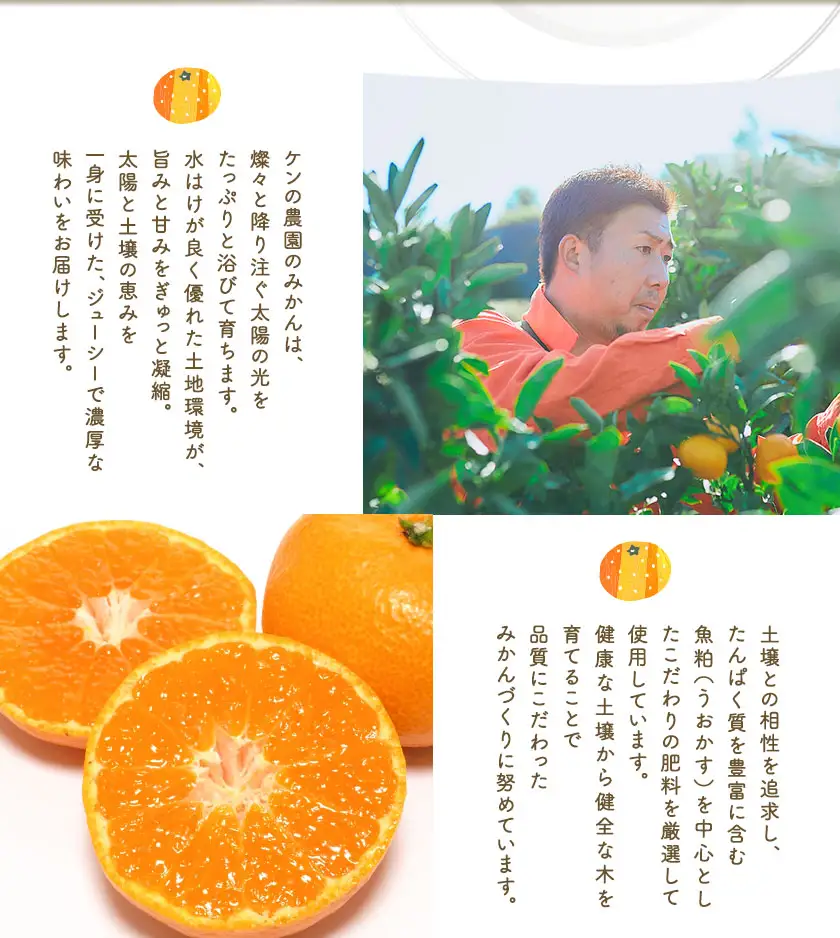 ぎょくだんケンのみかん 約5kg ぷらっとぎょくとう 《11月下旬-12月中旬頃出荷》