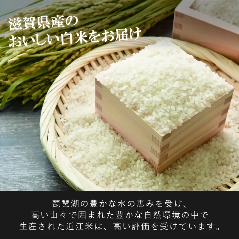 【先行受付】 新米 こしひかり 白米 10kg 令和8年産 近江米 令和8年 ご飯 コシヒカリ 先行予約