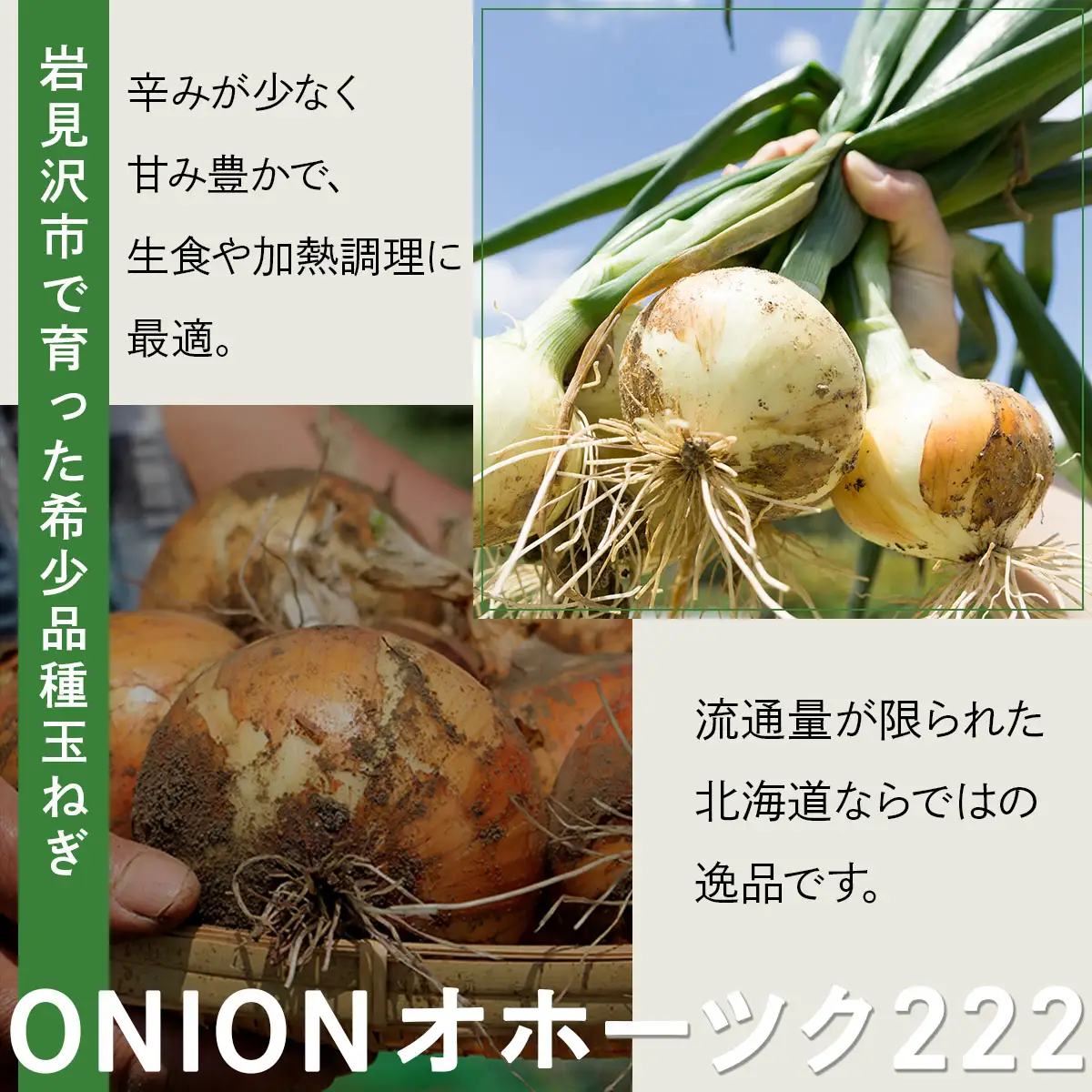 【順次配送】畑から直送の新鮮野菜！玉ねぎ（オホーツク222）5kg【a168-004-0】