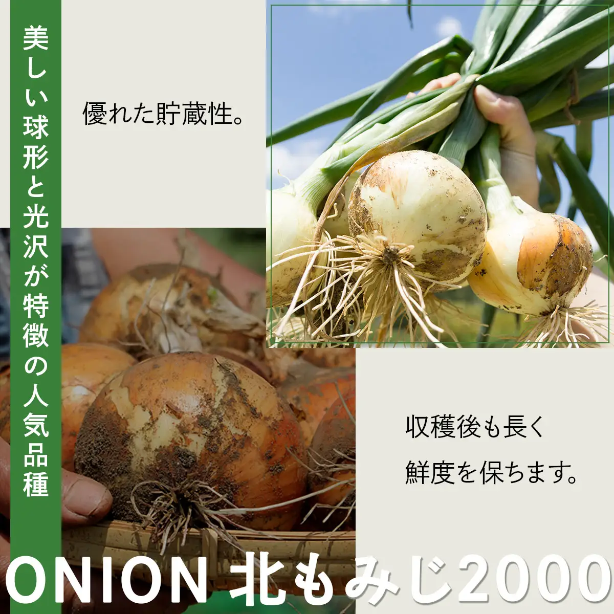 畑から直送の新鮮野菜！玉ねぎ（北もみじ2000）10kg【a168-008】