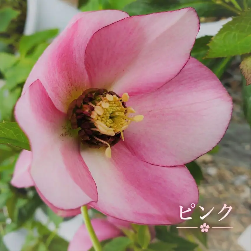 八ヶ岳・原村産　クリスマスローズ（一重咲き）2鉢セット 【ピンク×ピンクブロッチ】｜深山花園