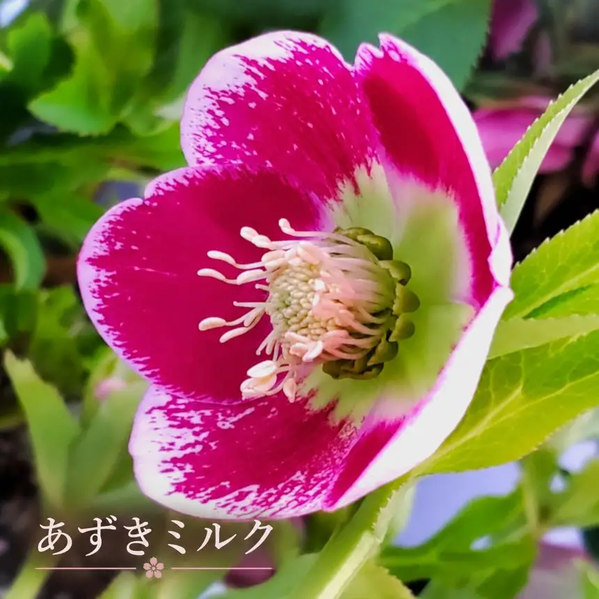 八ヶ岳・原村産　クリスマスローズ（一重咲き）2鉢セット 【あずきミルク×ミスティピンク】｜深山花園